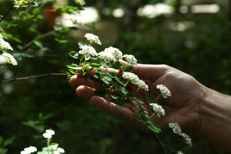 Woman near beautiful blossoming spiraea bush outdoors, closeupの写真素材
