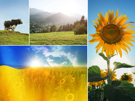 Collage with different beautiful photos devoted to Ukrainian natureの写真素材