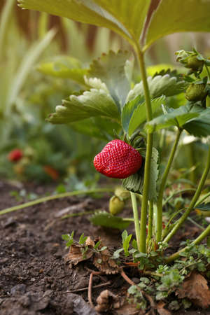 Beautiful strawberry plant with ripe fruit in garden on sunny dayの写真素材