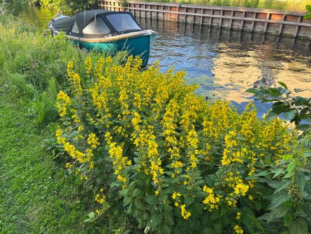 Beautiful view of flowers near lake on sunny day