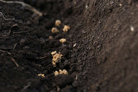 Beet seeds in fertile soil, closeup. Vegetables growingの写真素材