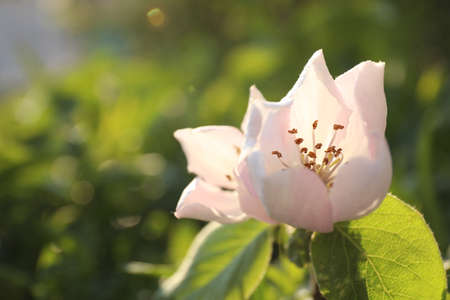 Closeup view of beautiful blossoming quince tree outdoors on spring dayの写真素材