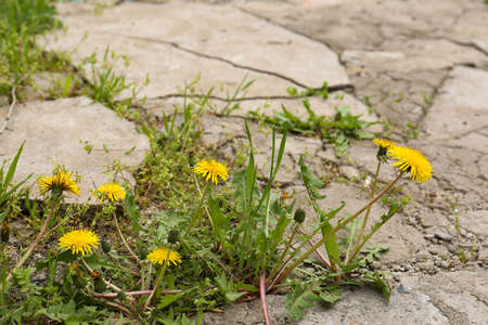 Beautiful yellow dandelion flowers with green leaves growing outdoorsの写真素材