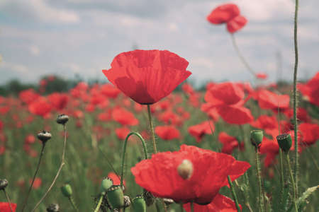 Beautiful red poppy flowers growing in field, closeup