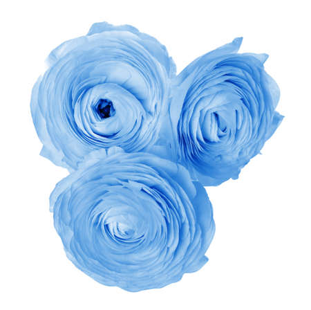 Beautiful light blue ranunculus flowers on white backgroundの写真素材