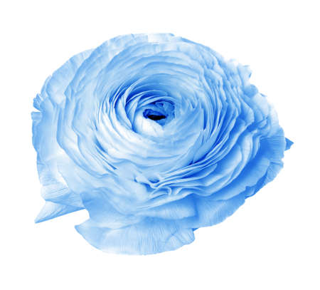 Beautiful light blue ranunculus flower on white backgroundの写真素材
