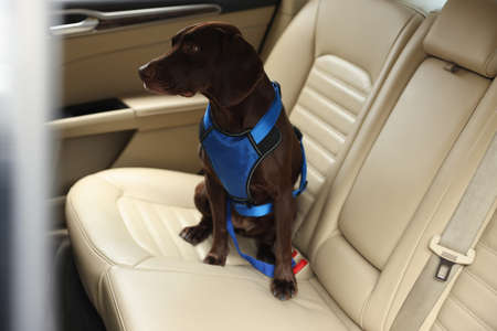 Cute German Shorthaired Pointer dog waiting for owner on backseat of car. Adorable pet