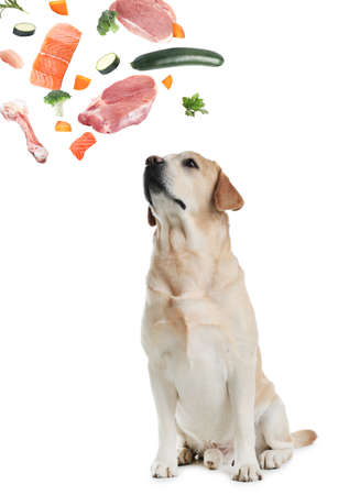Cute dog surrounded by fresh products rich in vitamins on white background. Healthy diet for petの写真素材