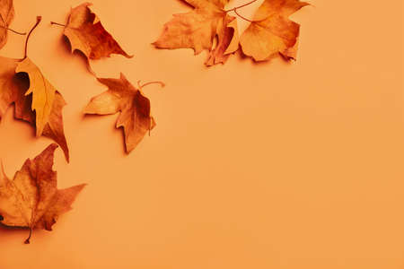 Dry autumn leaves on light orange background, flat lay. Space for textの写真素材