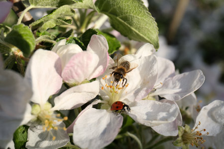 Bee and ladybug on blossoming apple tree, closeup. spring season