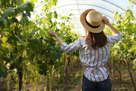 Woman among cultivated grape plants in greenhouseの写真素材