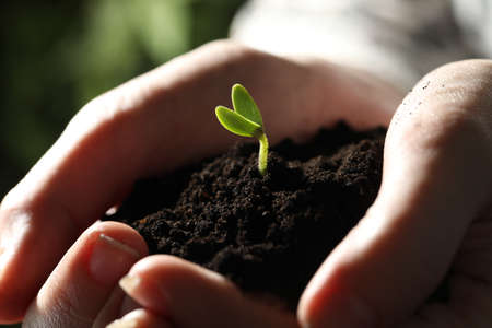 Woman holding soil with little green seedling, closeup