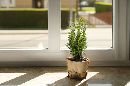 Potted rosemary on windowsill indoors, space for text. aromatic herbs