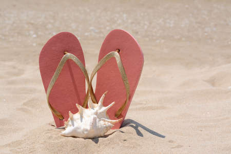 Seashell near stylish pink flip flops in sand on sunny day, space for textの写真素材