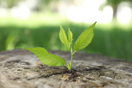 Young green seedling growing out of tree stump outdoors, closeup. new life concept