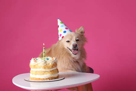 Cute dog wearing party hat at table with delicious birthday cake on pink backgroundの写真素材