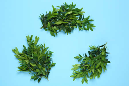 Recycling symbol made with twigs of green plant on light blue background, flat layの写真素材