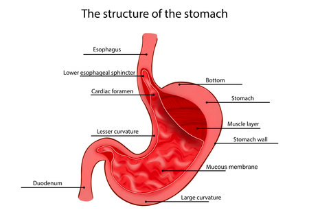 Anatomy image of stomach structure on white backgroundの写真素材