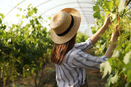 Woman working with grape plants in greenhouseの写真素材