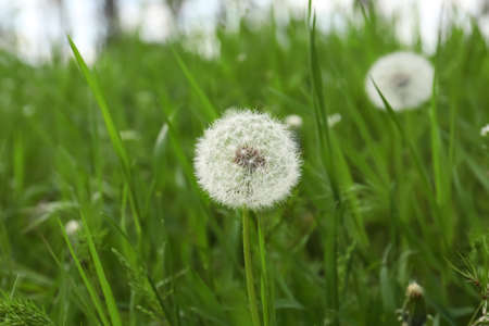 Beautiful fluffy dandelion in bright green grass, closeupの写真素材