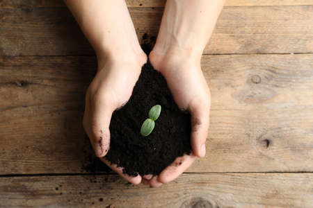 Woman holding soil with seedling at wooden table, top viewの写真素材