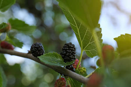 Tree branch with sweet mulberries outdoors, closeupの写真素材