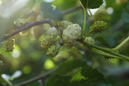 Tree branch with unripe mulberries in sunlight, closeupの写真素材