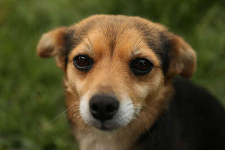 Cute dog on blurred background, closeup view