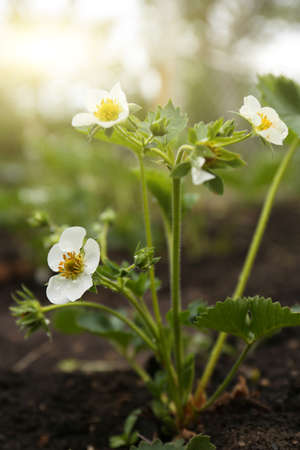 Beautiful strawberry plant with white flowers growing in garden, closeupの写真素材