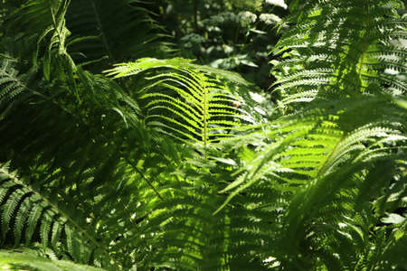 Beautiful fern with lush green leaves growing outdoors