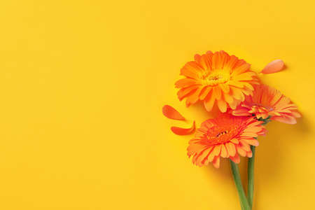 Beautiful orange gerbera flowers and petals on yellow background, flat lay. Space for textの写真素材