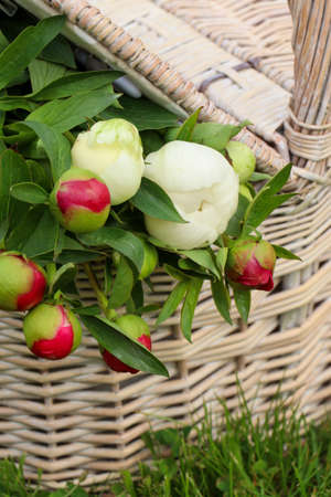 Many beautiful peony buds in basket on green grass outdoors, closeupの写真素材