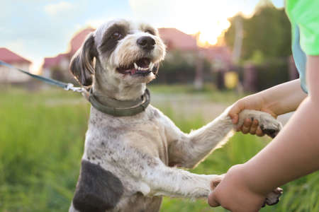 Little child playing with cute dog on green grass outdoors, closeupの写真素材