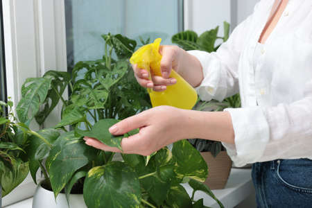Woman spraying beautiful houseplants near window at home, closeup