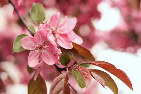 Closeup view of beautiful blossoming apple tree outdoors on spring day