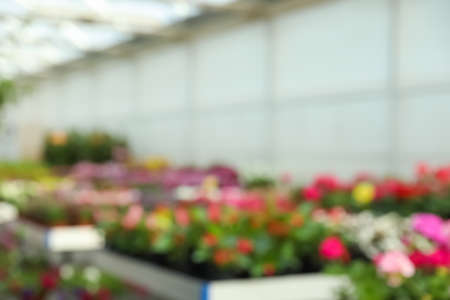 Blurred view of garden center with many different blooming plantsの写真素材