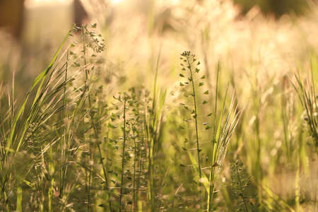 Lush grass and wild flowers in spring meadow