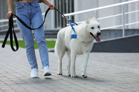 Young woman with her white Swiss Shepherd dog walking on city street, closeup