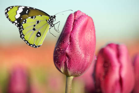 Beautiful tulip with morning dew and butterfly in garden, closeup view