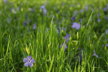 Beautiful periwinkle flowers growing in garden, closeupの写真素材