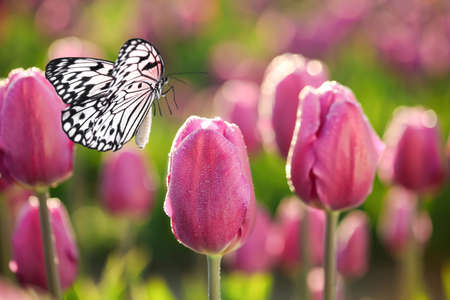 Beautiful tulips with morning dew and butterfly in garden, closeup viewの写真素材