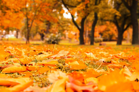 orange autumn leaves in park, closeup viewの写真素材