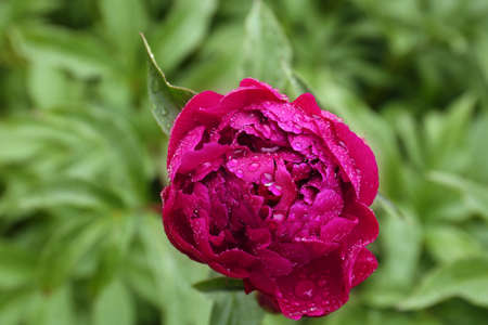 Beautiful red peony flower with dew drops outdoors, top viewの写真素材