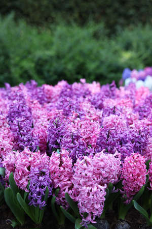 Many beautiful hyacinth flowers growing outdoors. spring season