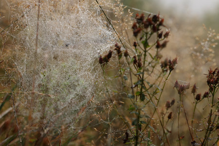 Closeup view of cobweb with dew drops on plants outdoorsの写真素材