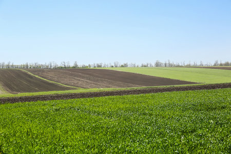 Beautiful view of agricultural field with ripening cereal cropの写真素材