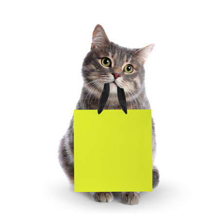 Cute gray tabby cat holding yellow paper shopping bag on white backgroundの写真素材