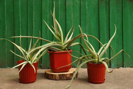 Flowerpots with aloe vera plants near green wooden wall outdoorsの写真素材
