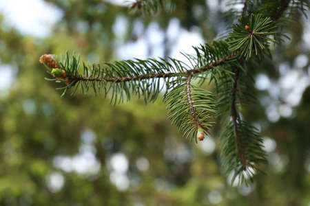 Beautiful branch of coniferous tree, closeup view