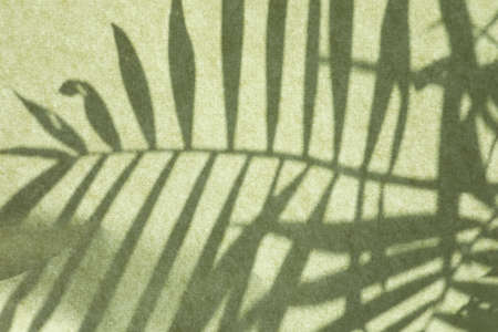 Shadow of houseplant on light green backgroundの写真素材
